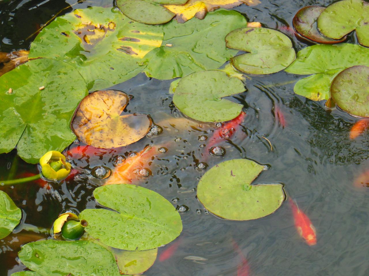 Poissons rouges et nénuphars