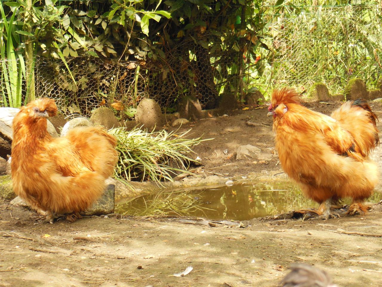 Poule soie rousse