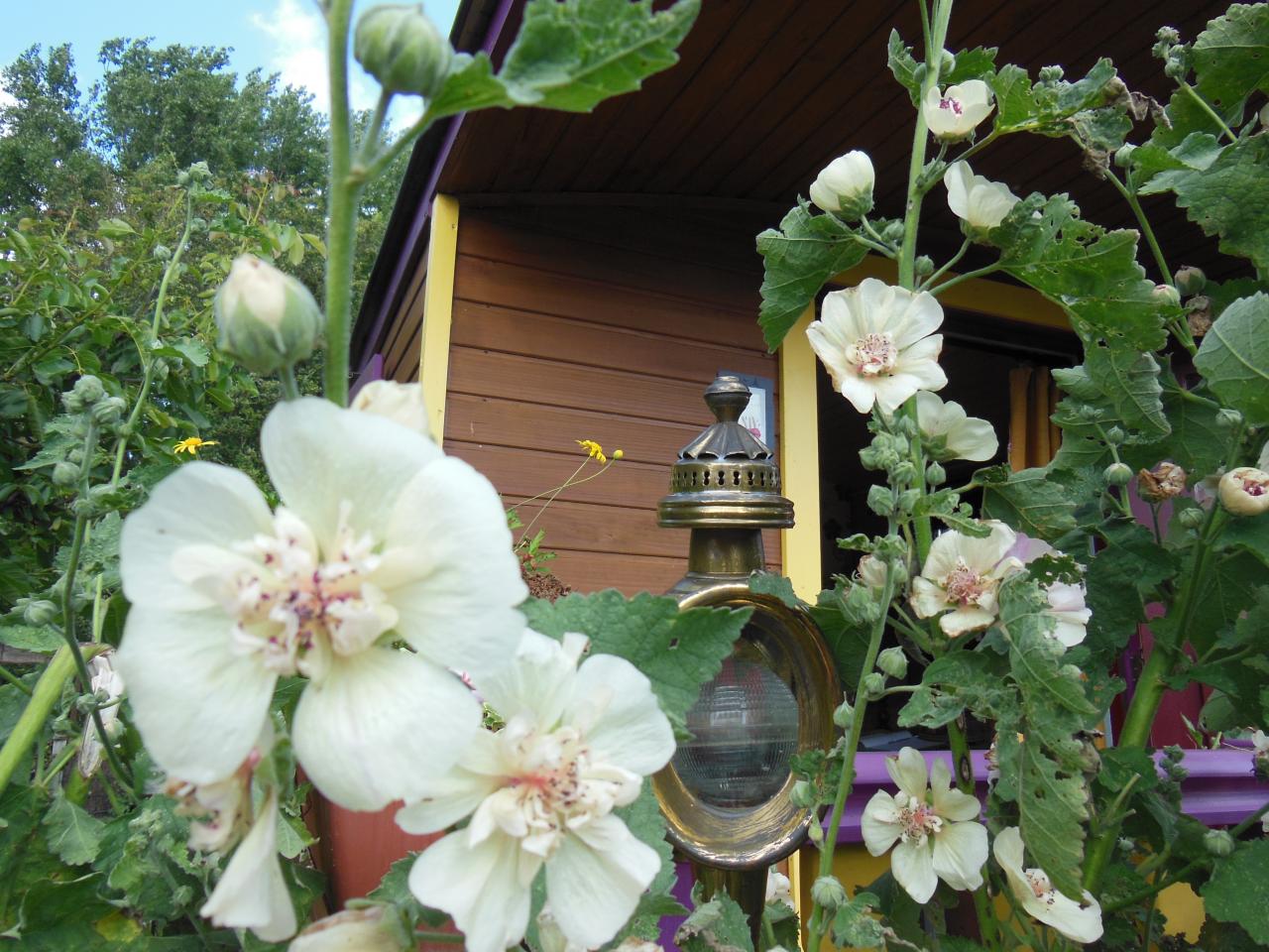 Rose trémière et roulotte