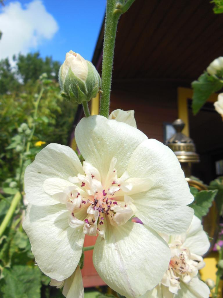 Rose trémière et roulotte