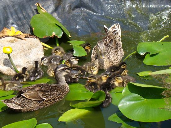 Canards et canetons