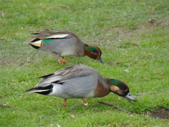 Canards