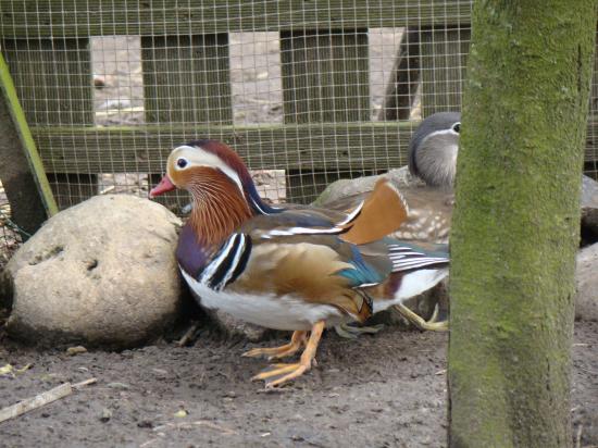 Canard Carolin