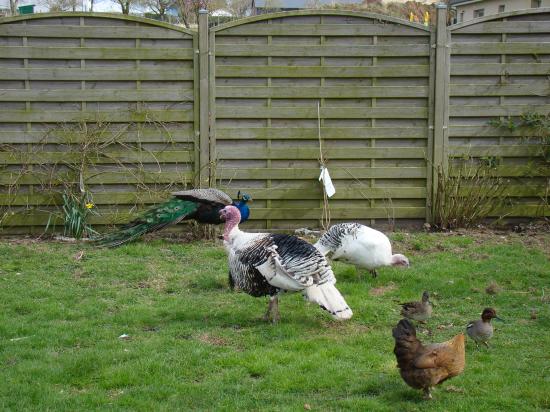 Poule, dinde, dindon et paon