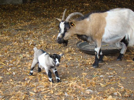 la chèvre et son petit
